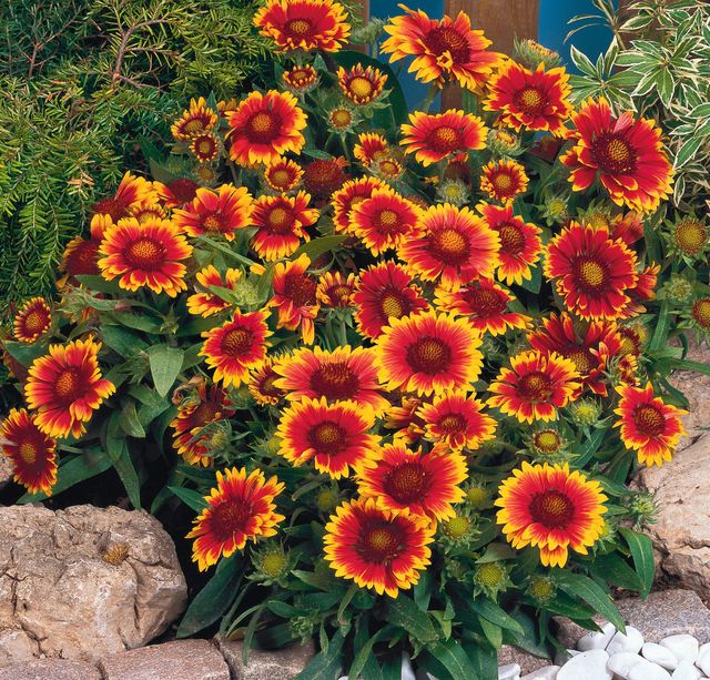 Nolt s Garden Center Perennials Blanket Flower Arizona Sun